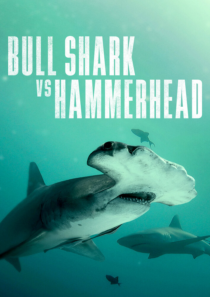 Bull Shark vs Hammerhead