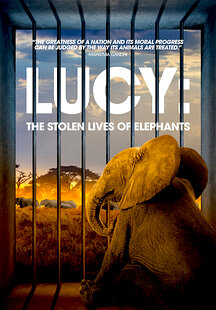 Lucy: The Stolen Lives of Elephants