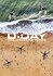 D-Day: The Unheard Tapes