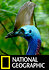 Dino Bird