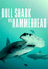 Bull Shark vs Hammerhead