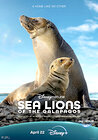 Sea Lions of the Galapagos