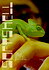 Softshell